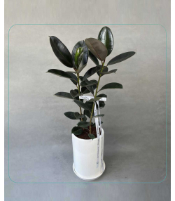 گیاه فیکوس بلک دلوین Delvin مدل گیاه فیکوس بلک (Ficus Black)