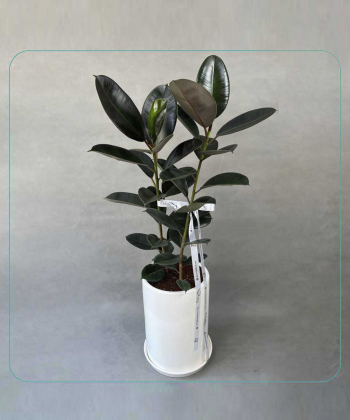 گیاه فیکوس بلک دلوین Delvin مدل گیاه فیکوس بلک (Ficus Black)